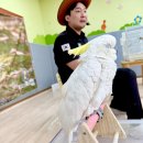 애니멀스쿨🦜코카투, 십자매, 금화조🌼 이미지