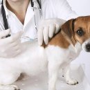 종로동물병원 이미지