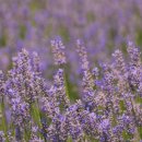 자연식단 이미지