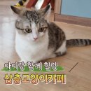 평택고양이카페 삼층고양이카페, 귀여운 냥이들과 힐링한 하루