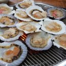 용궁가리비 이미지