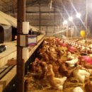 해샘찬농장 이미지