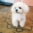 the 예쁘개 네이버블로그
