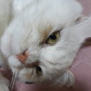 영대동물병원 이미지