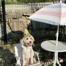 골드애견 이미지