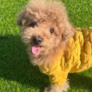 도그힐튼 이미지