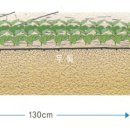 텃밭에서 들깨 기르는 요령 이미지