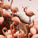 플라밍고 이미지