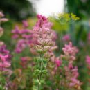 허브이야기 이미지