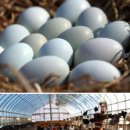 청계농장 이미지