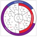 Re:The Curious Chemical Biology of Cytosine: Deamination, Methylation and Oxidation as Modulators of Genomic Potential 이미지