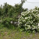 이화농장3 이미지