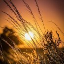 팡팡과일 이미지