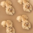 애견가족 이미지