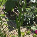 오크라 (OKRA) 이미지