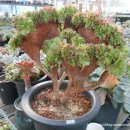 진기농장 이미지