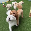 도기야드 이미지