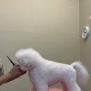 향남펫살롱 이미지