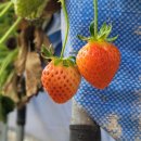 가조농장 이미지