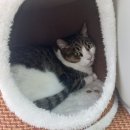 우다다냥 이미지