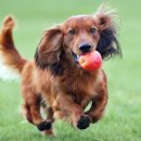 슬기로운 집사생활 이미지