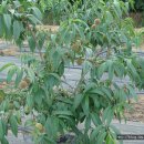 인영농장 이미지