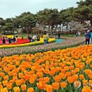 튤립 이미지