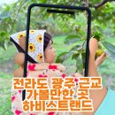 전라도장성 | 전라도 광주 근교 가볼만한 곳, 아이와 가을체험 다녀온 장성 하비스트랜드 후기