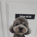 살롱드 오픈주 이미지