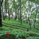 강원산림원 이미지