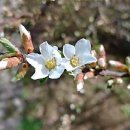 소희꽃농원 이미지