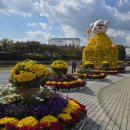 유성 국화축제 이미지