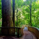 카우리(Kauri)나무 숲 이미지