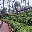 GS25 익산 웅포 | 익산 웅포 산림문화체험관 함라산둘레길 최북단 차나무 군락지 방문후기