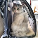 두리그루밍 이미지