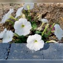 사진, 그 출사의 변 K, 아파트 주변의 꽃 A 이미지