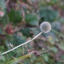 큰절굿대 Echinops latifolius Tausch 이미지