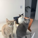 고양이의 휴가 경기광주점 | 고양이 방충망: 경기광주 방충망매니저 블렉스텐 방충망으로 안전하게