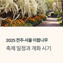 자은 이팝나무 가로수길 | 2025 전주·서울 이팝나무 축제 일정과 개화 시기, 지금이 절정이에요!