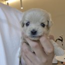 펫 중개소 이미지