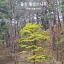 강원도 평창 운두령~동해 무릉계곡~울진 덕구온천~동서3형제 여행 STORY- 02, 이미지