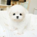 (주)야옹아멍멍해봐펫 분평점 | 평택블랙탄푸들애견샵 소중한 가족 (feat. 당진 몰티즈 빠삐용)