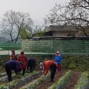 흙진주포도체험마을 이미지