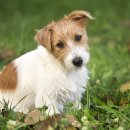 NOBLESSE.PET 이미지