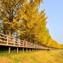 은행나무길 이미지