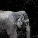 지평선한우명품관 이미지