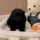 드림독 강아지 고양이 안심분양센터 시흥점 | 시흥강아지분양 알아보려 했던 분들 소환 이리 와봐요