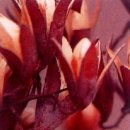 참중나무 이미지