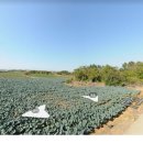 영락1농로 이미지