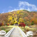 수곡용계로(길안면) 이미지